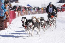 Lenk 2013